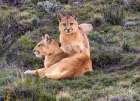 Torres del Paine pumas, Chile Art Print